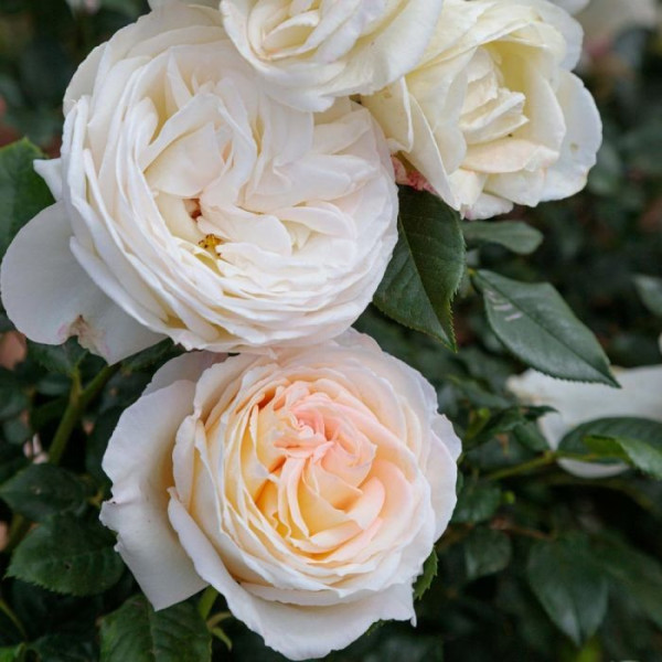 CAMILLE CLAUDEL® Meiroguste CAMILLE CLAUDEL® Meiroguste